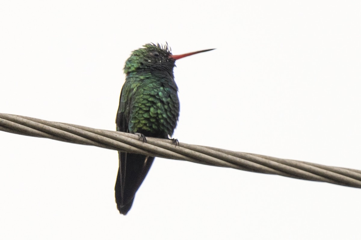 kolibřík lesklobřichý - ML223302471