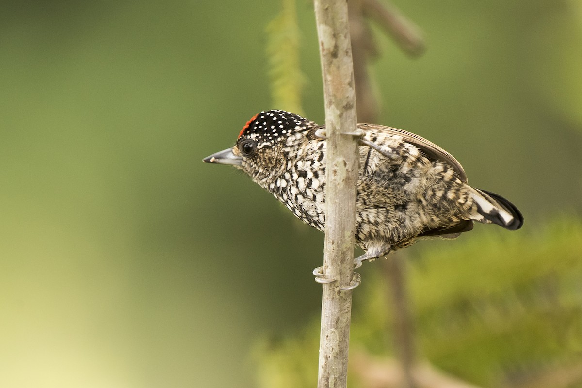 White-wedged Piculet - ML223302661