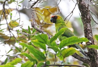  - Horned Parakeet