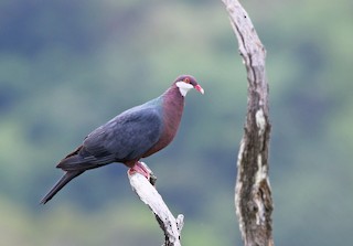  - Metallic Pigeon