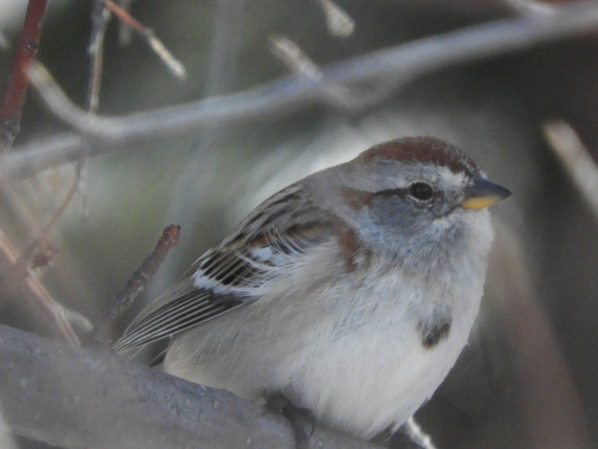 American Tree Sparrow - ML223305711