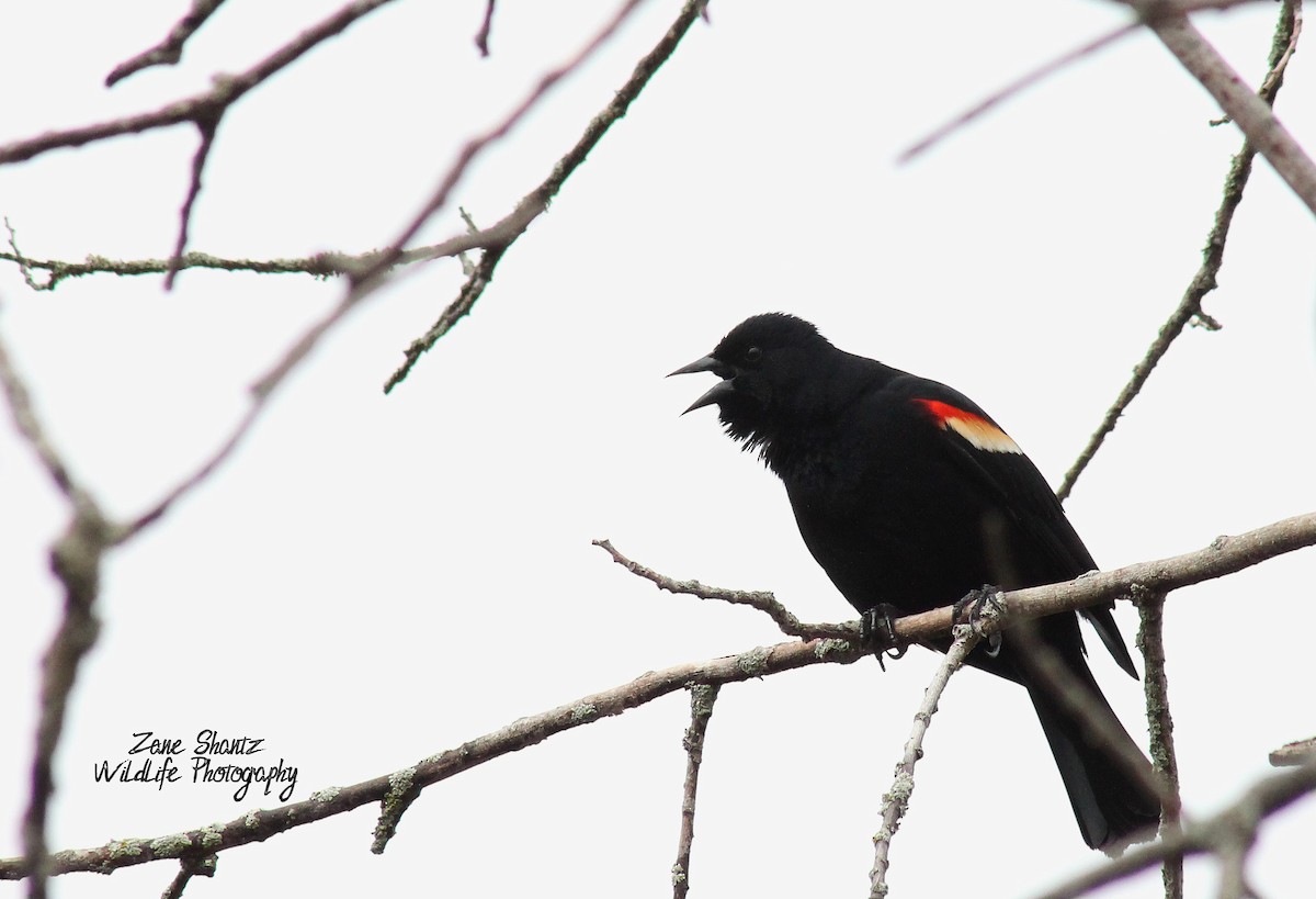 Red-winged Blackbird - ML223311891