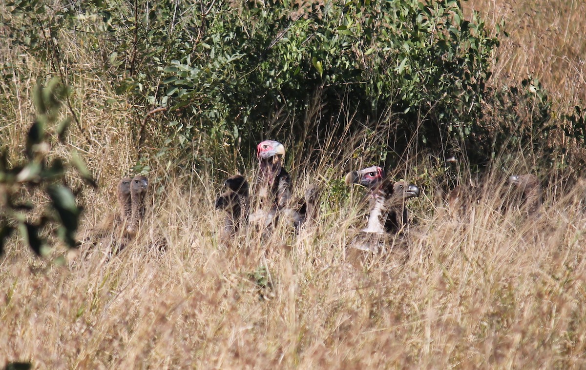 Lappet-faced Vulture - ML223312931