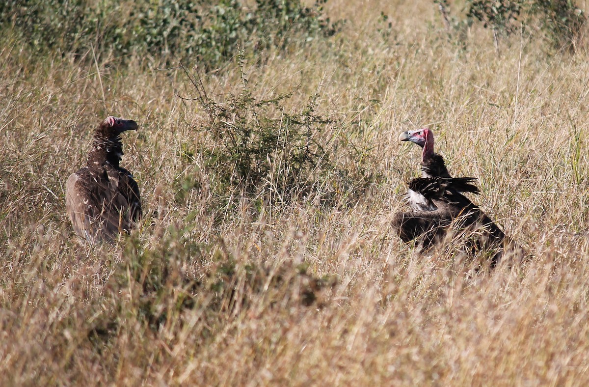 Lappet-faced Vulture - ML223313021
