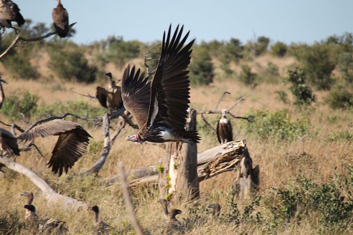 Lappet-faced Vulture - ML223313061
