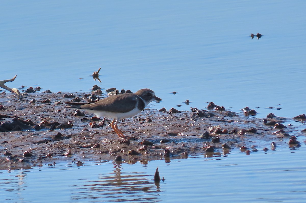 Semipalmated Plover - ML223322231