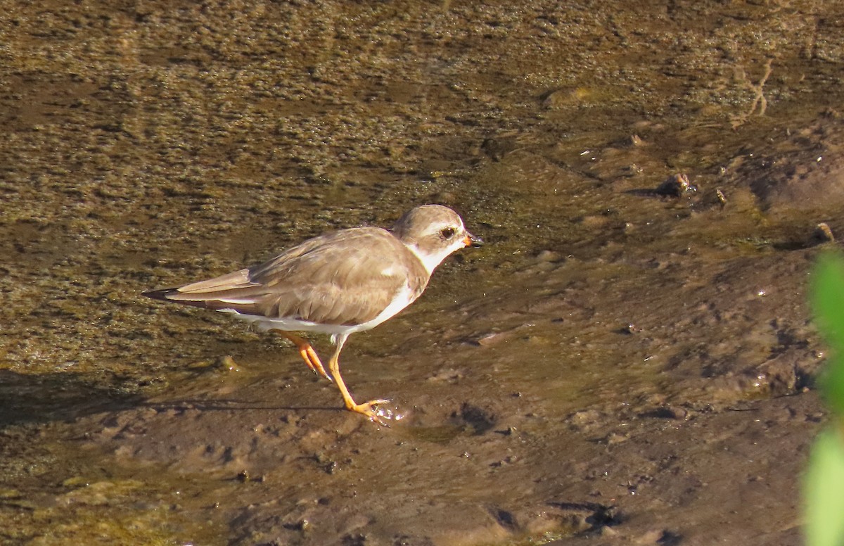 Semipalmated Plover - ML223326171