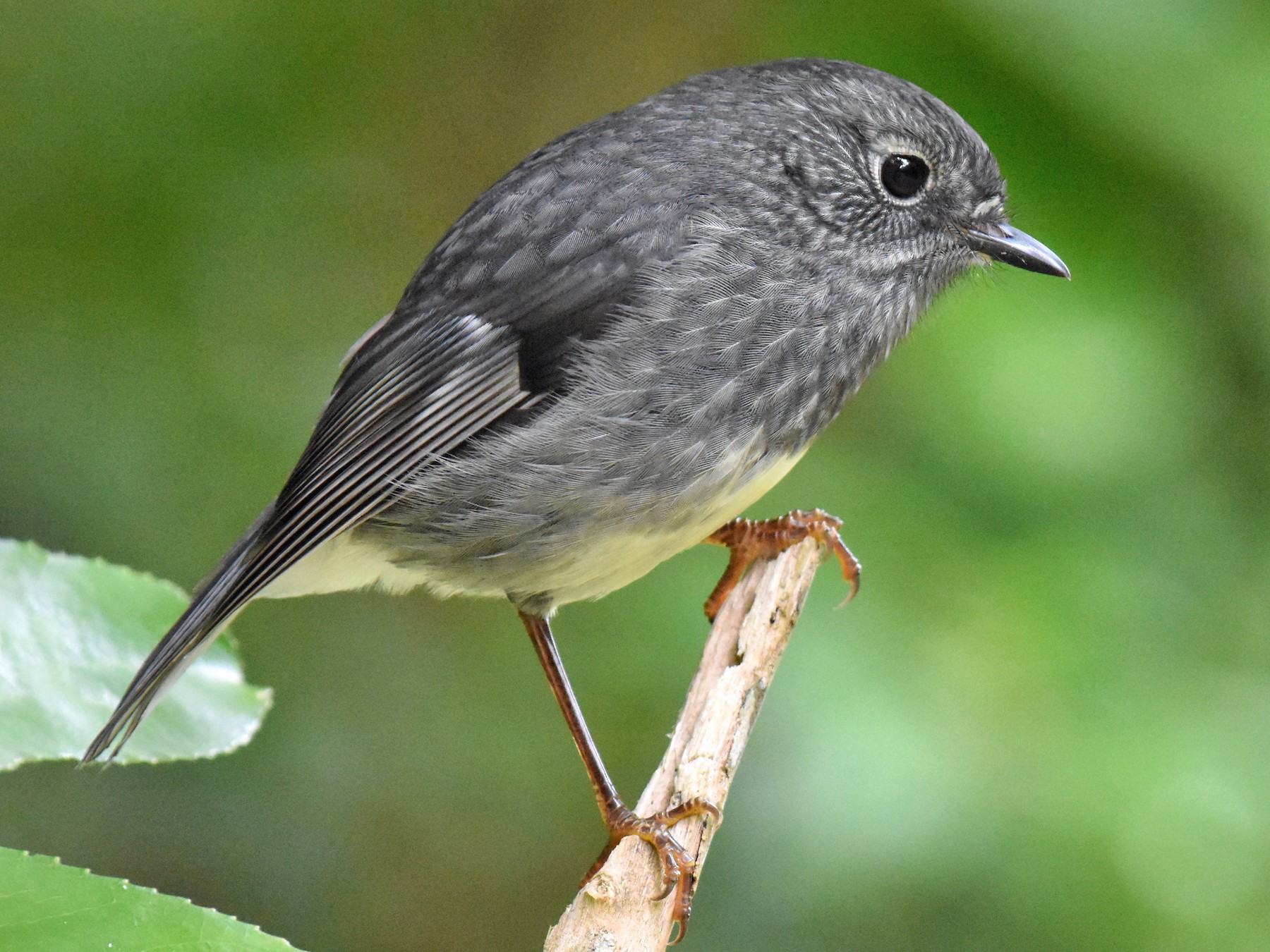 North Island Robin - Jason Vassallo