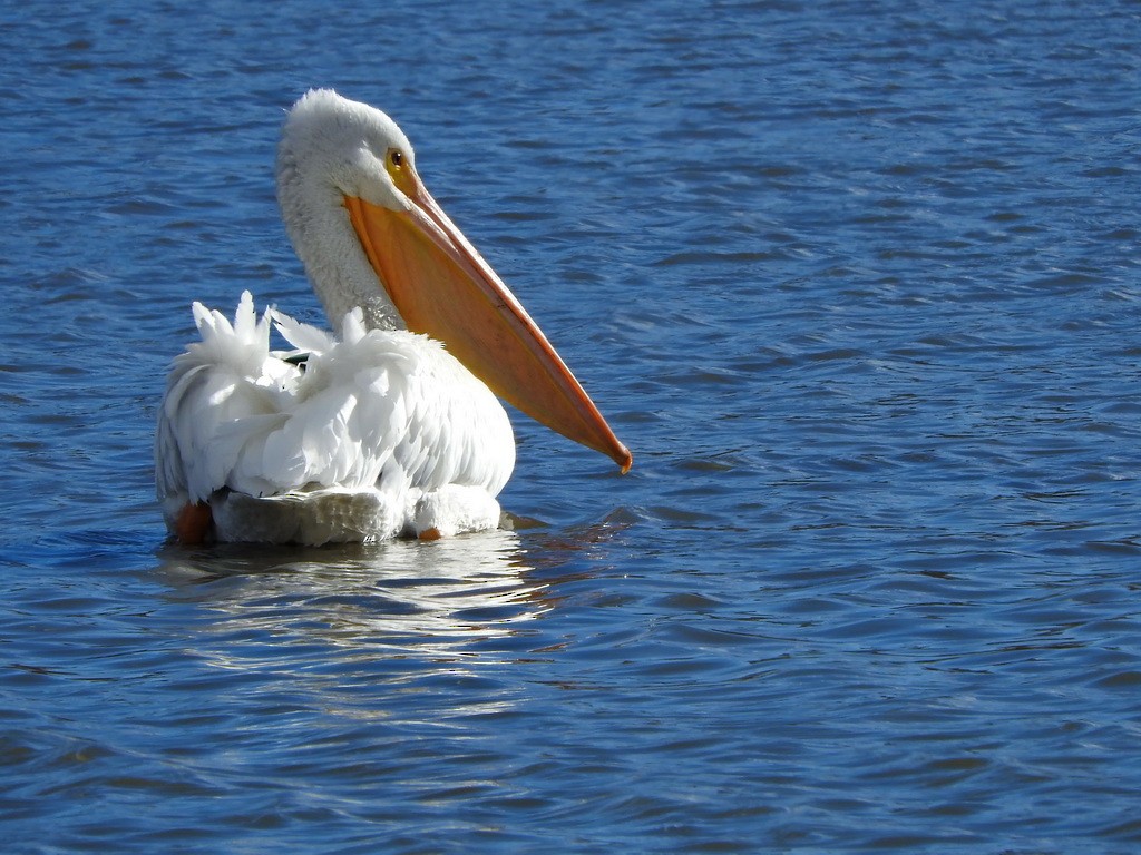 American White Pelican - ML22333041