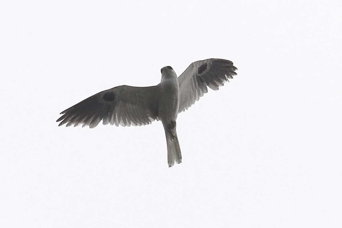 White-tailed Kite - Robert Graham