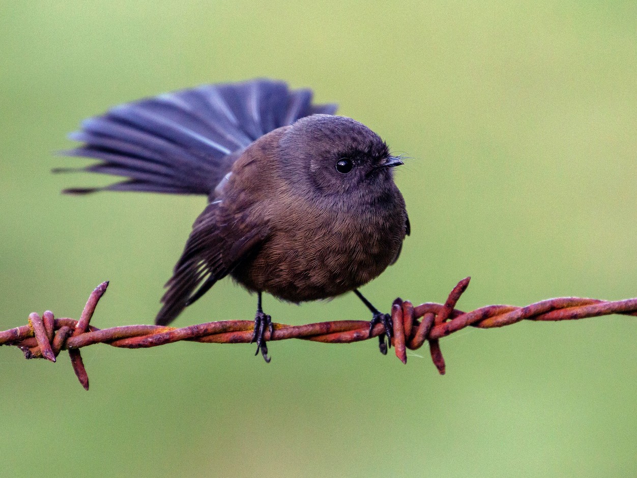 New Zealand Fantail eBird