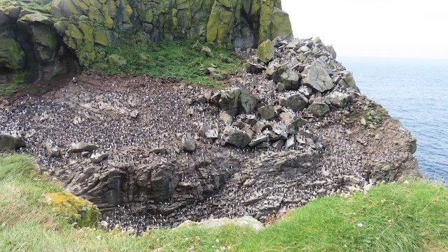 Example of habitat; Argyll and Bute, Scotland. - Common Murre - 