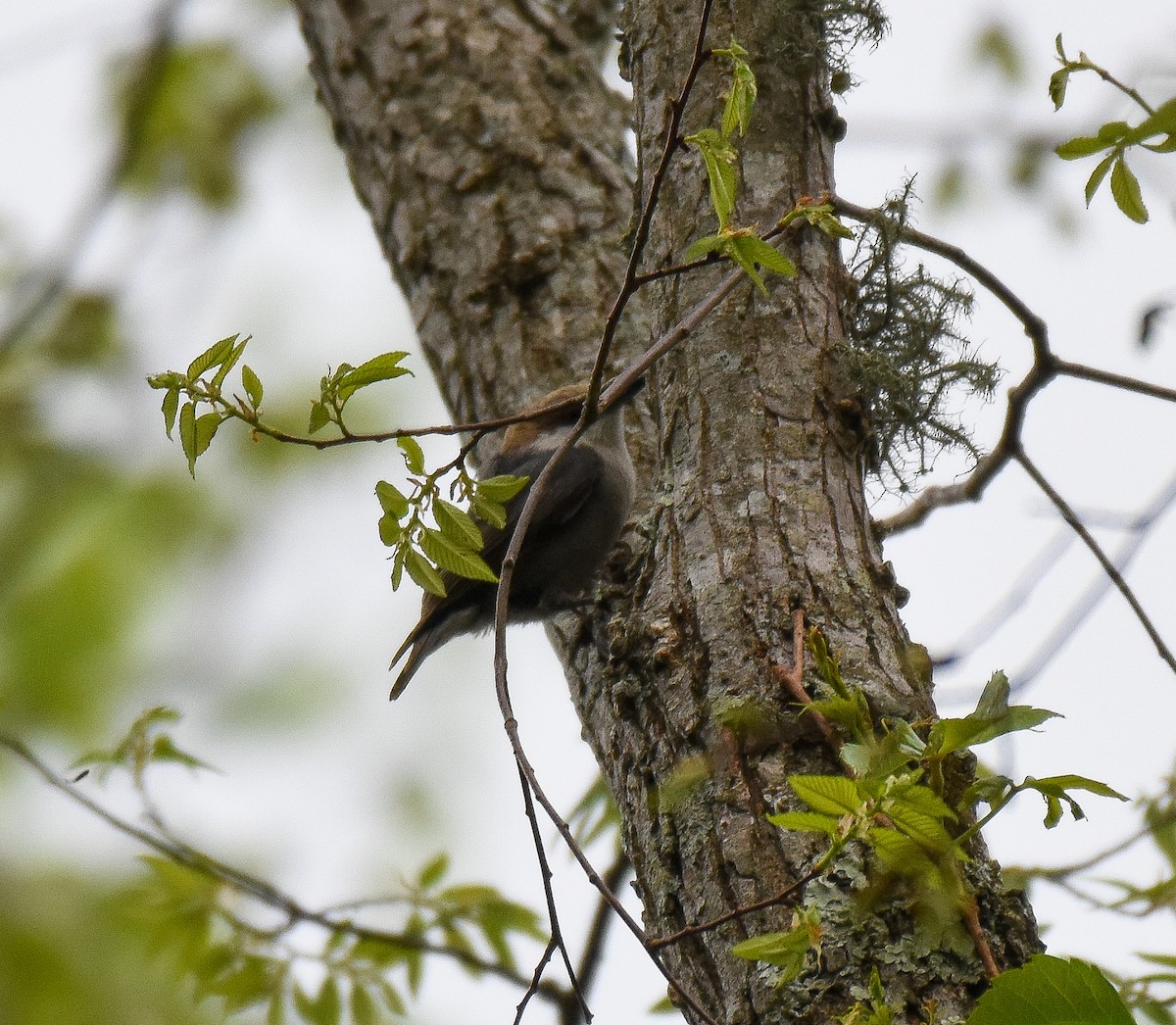 Brown-headed Nuthatch - ML223339751