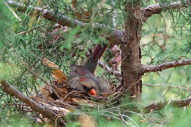 Female Northern Cardinal on nest. - Northern Cardinal - 