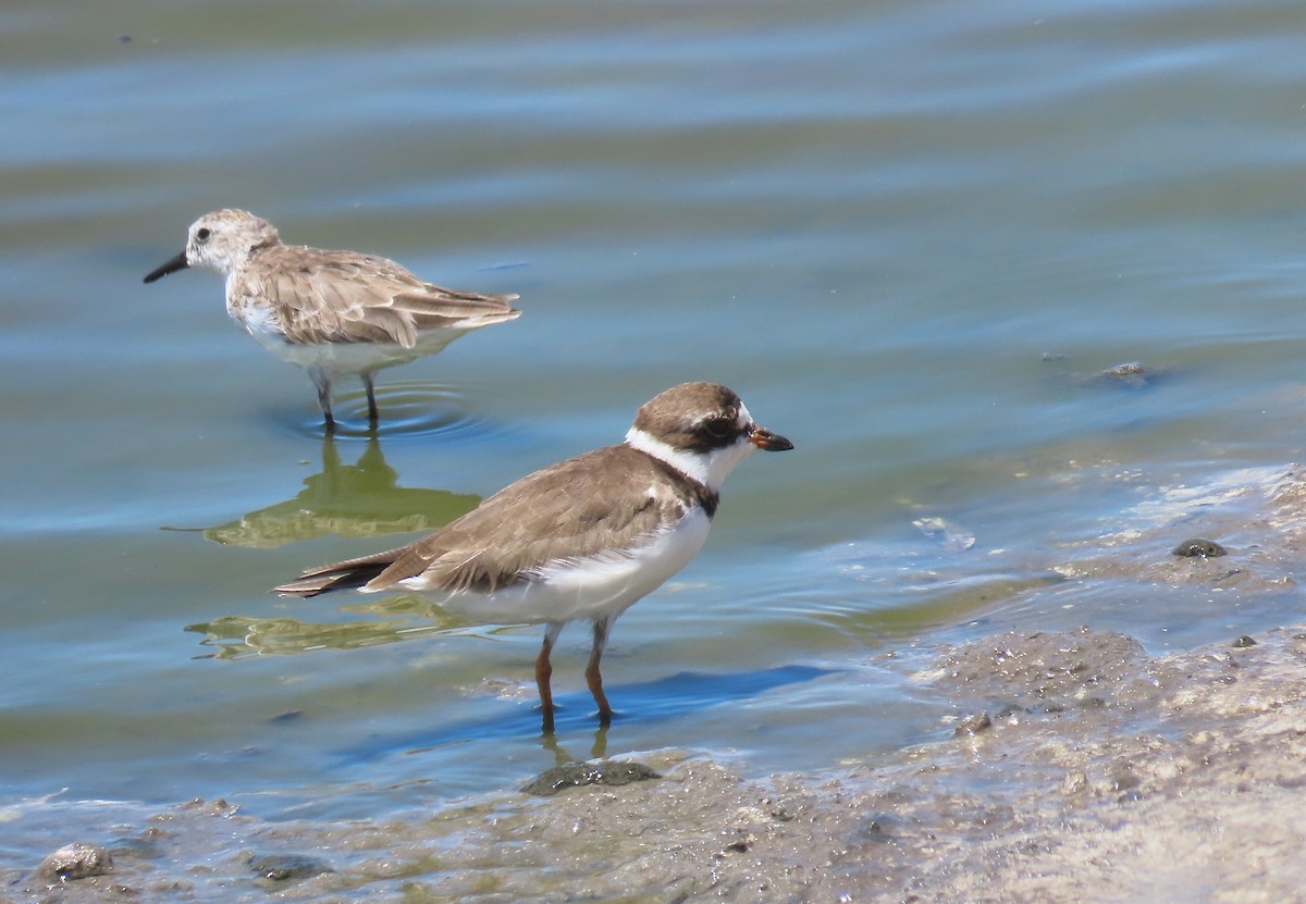 Semipalmated Plover - ML223344961
