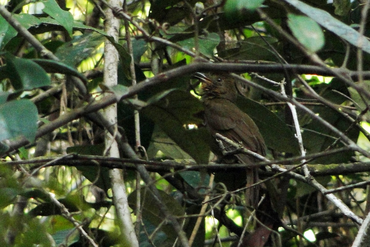 Brown-winged Schiffornis - ML22334931