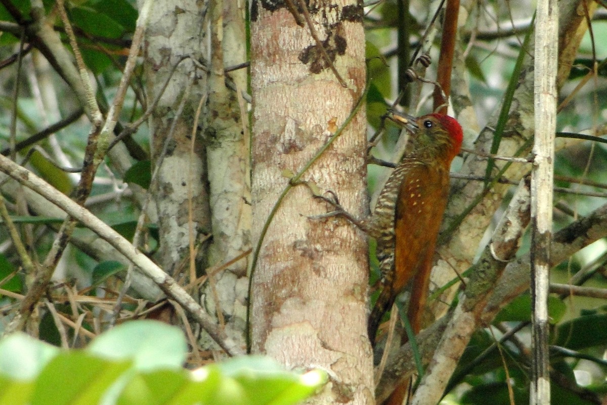 Red-stained Woodpecker - ML22334981
