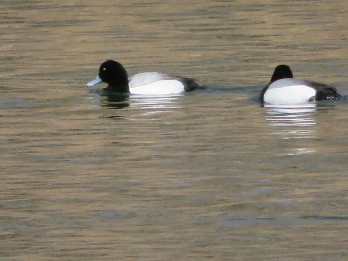 Greater Scaup - ML223350881