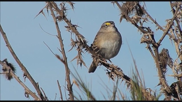Grassland Sparrow - ML223351511