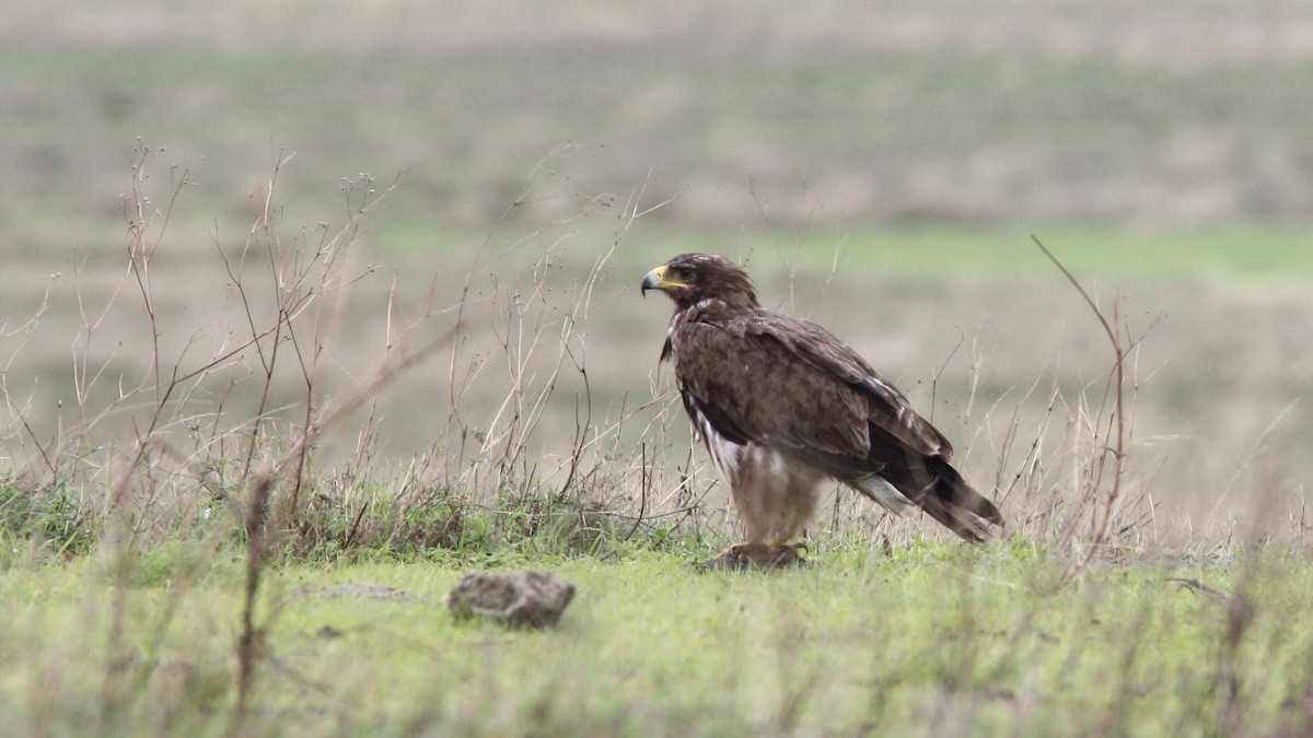 Lesser Spotted Eagle - Daniel Jauvin
