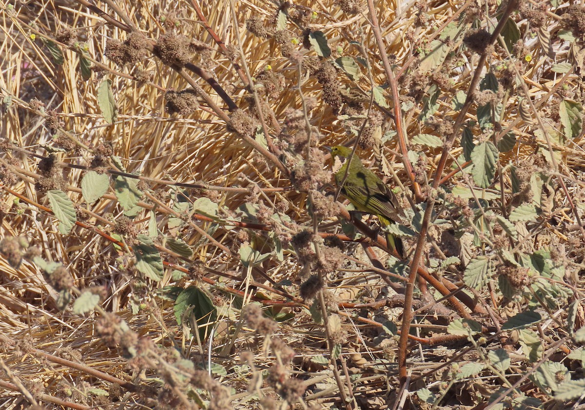 Yellow Warbler (Mangrove) - ML223355191