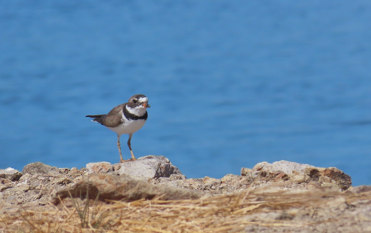 Semipalmated Plover - ML223355461