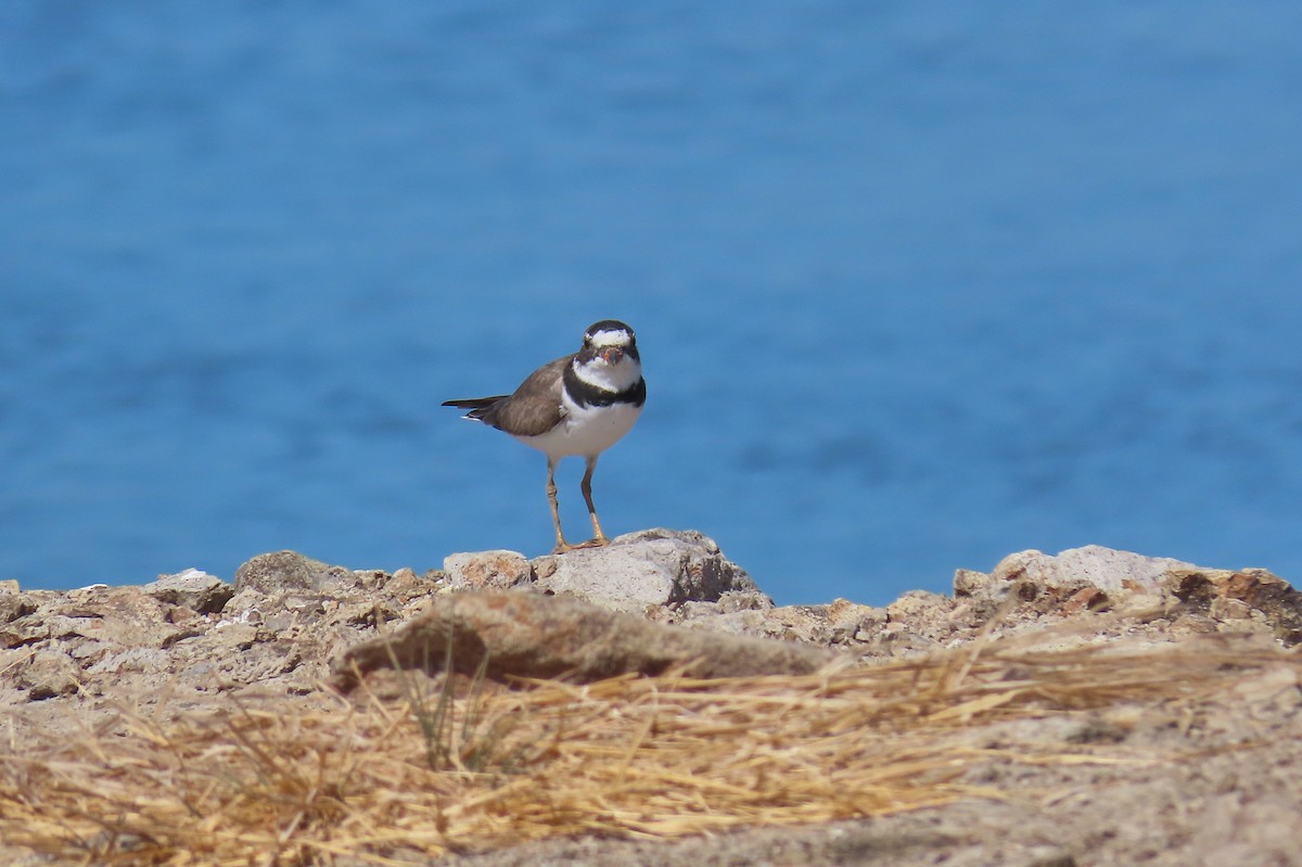 Semipalmated Plover - ML223355601