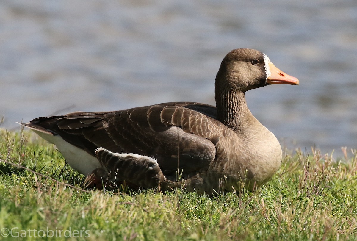 Greater White-fronted Goose - ML223357761