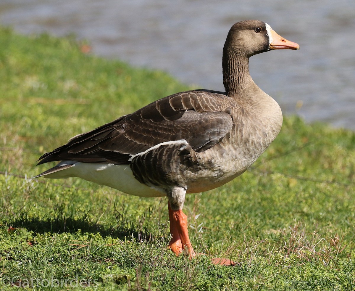 Greater White-fronted Goose - ML223357771