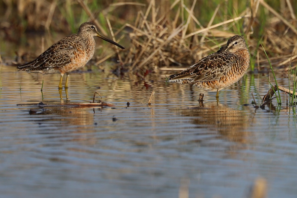 Long-billed Dowitcher - ML223358261