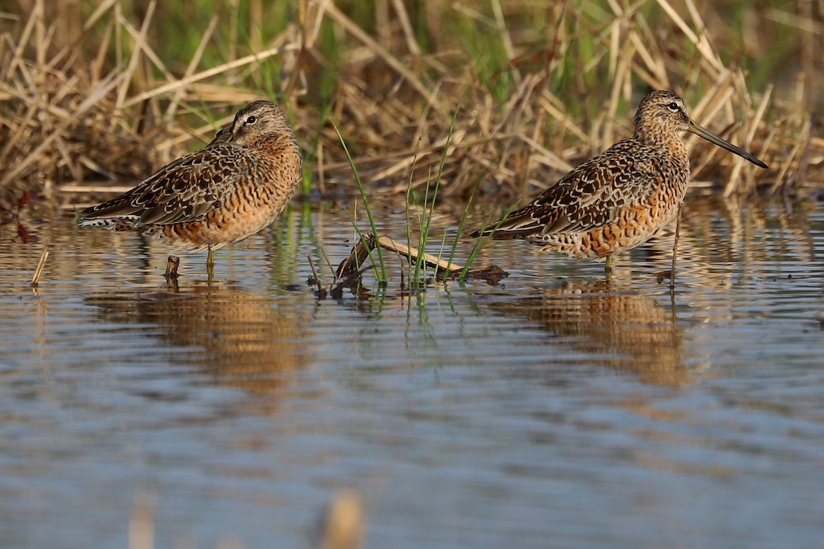 Long-billed Dowitcher - ML223358271