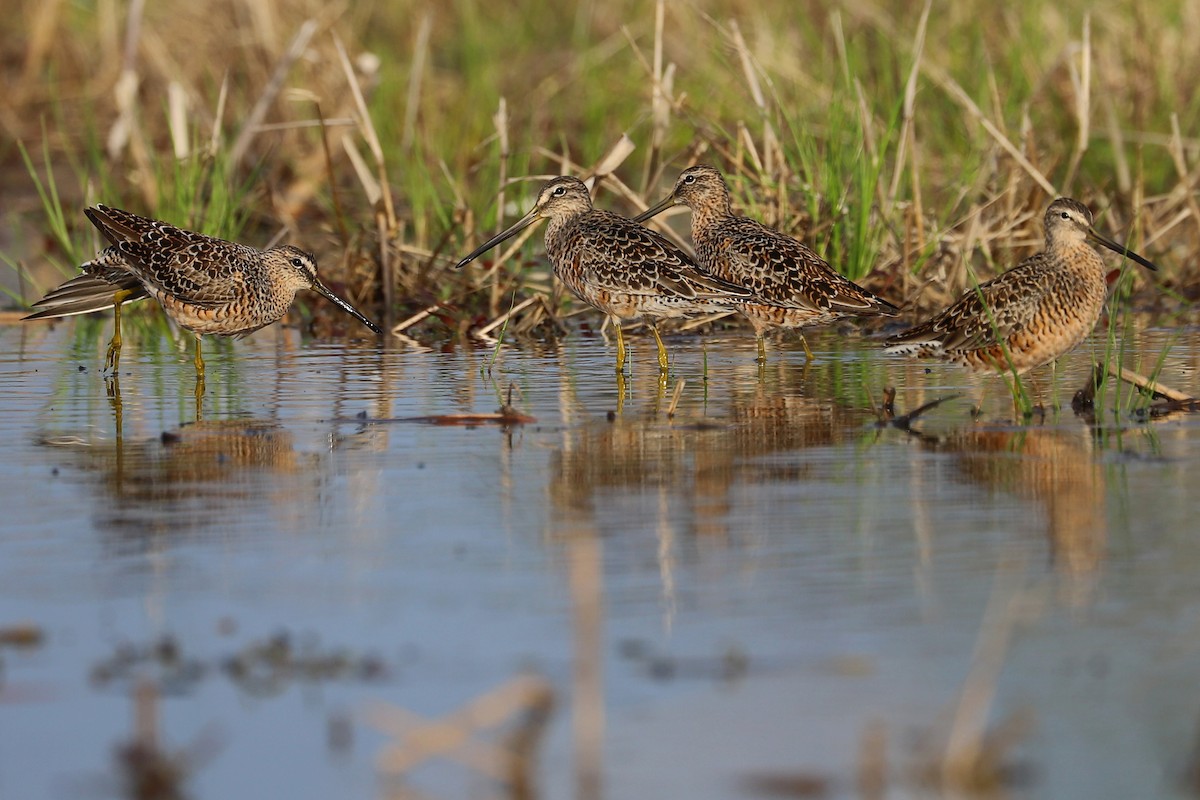 Long-billed Dowitcher - ML223358301