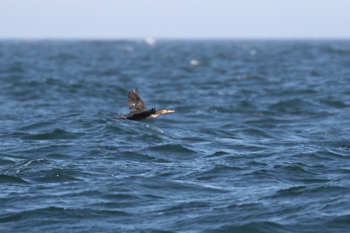 Great Cormorant (North Atlantic) - Alex Lamoreaux