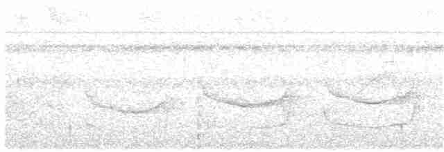 Band-tailed Antwren - ML22336171