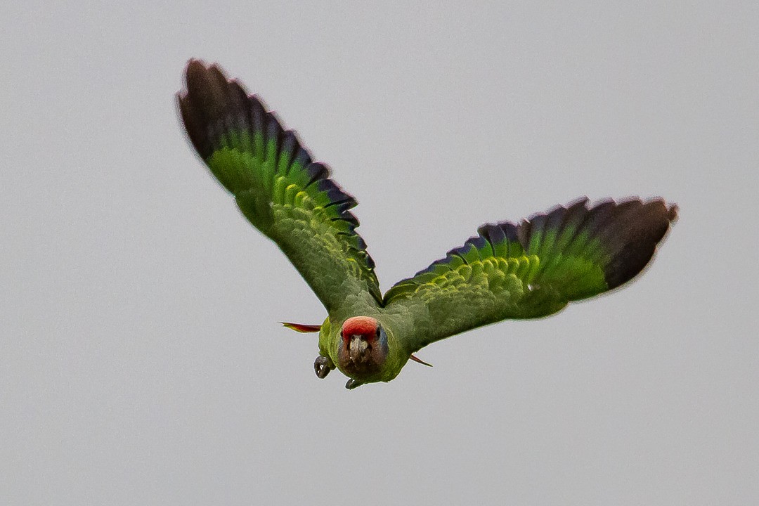 Red-tailed Parrot - ML223364041