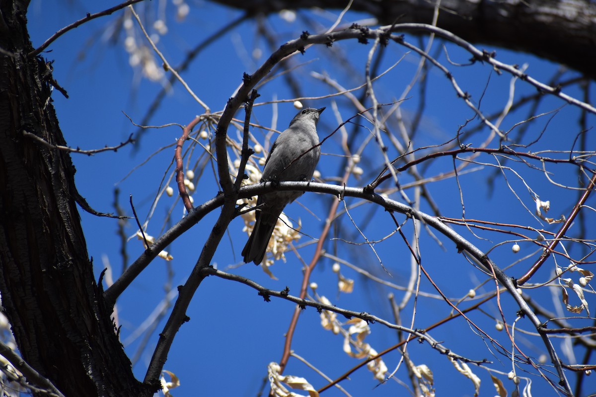 Townsend's Solitaire - ML223366791