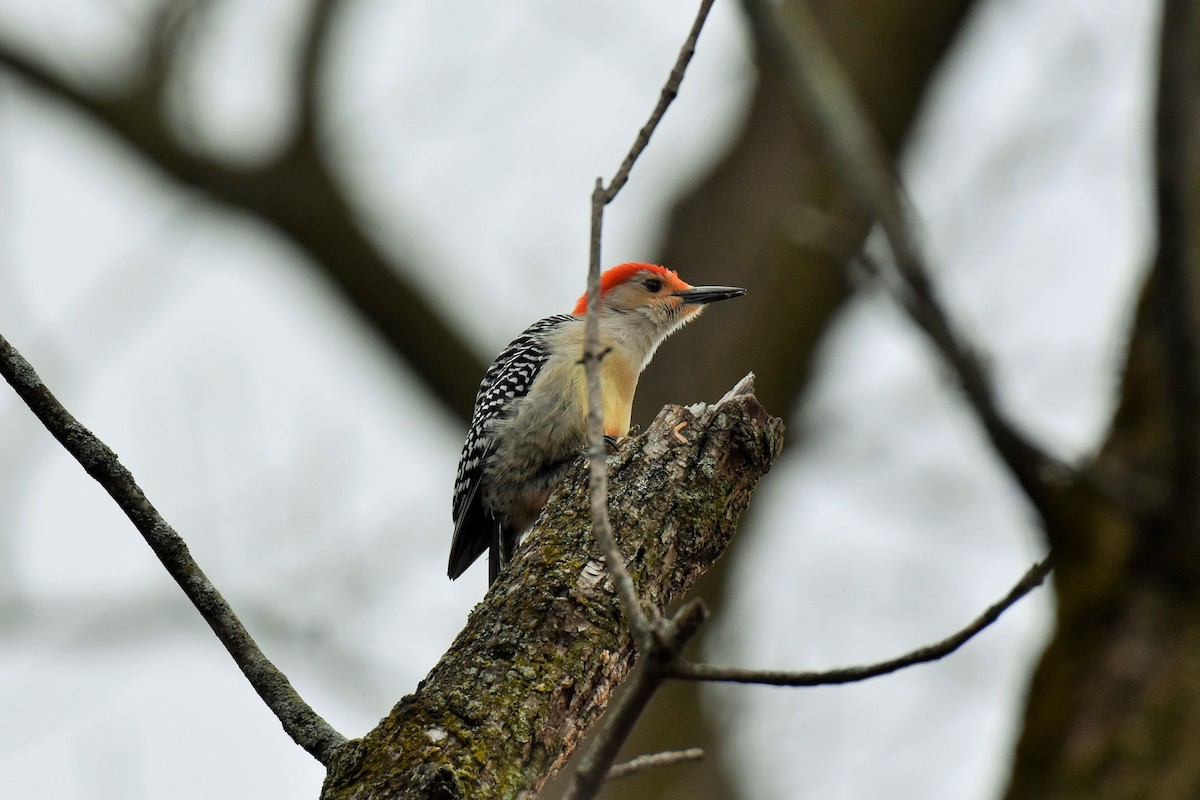 Red-bellied Woodpecker - ML223367231