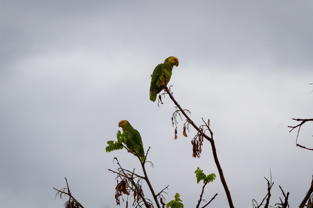 Yellow-faced Parrot - ML223367461