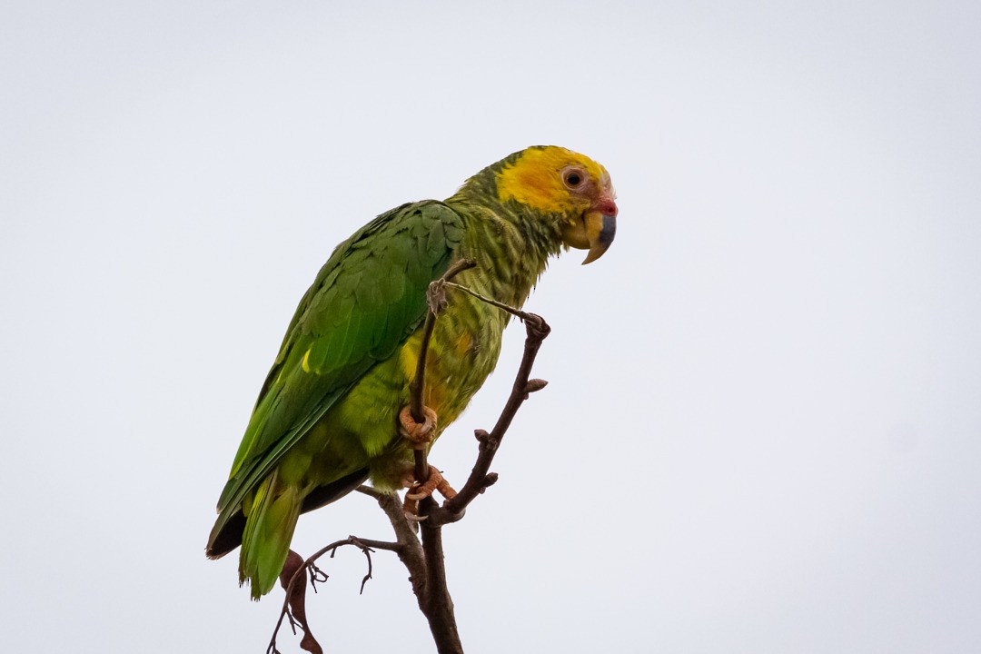 Yellow-faced Parrot - ML223367471