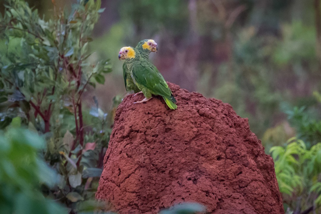 Yellow-faced Parrot - ML223367491