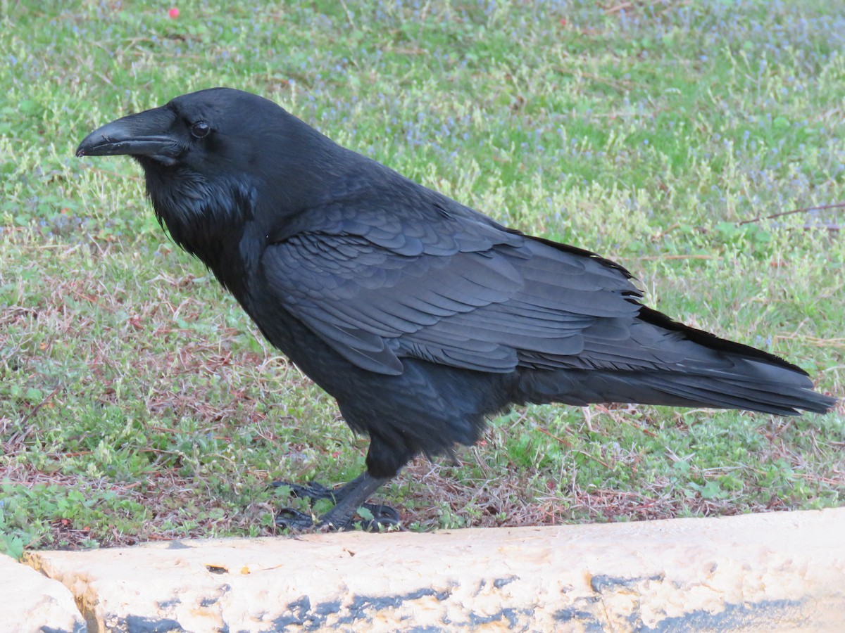 Common Raven - Keith Leonard
