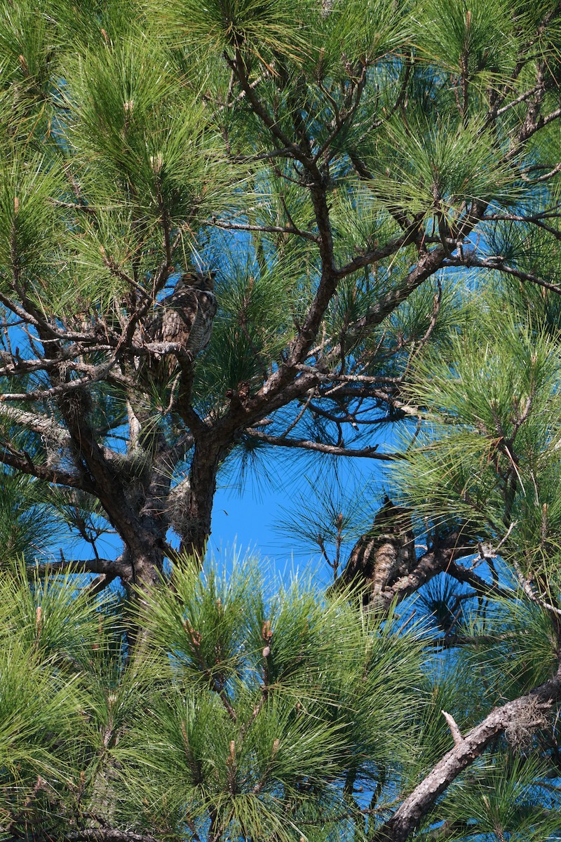 Great Horned Owl - ML223370561