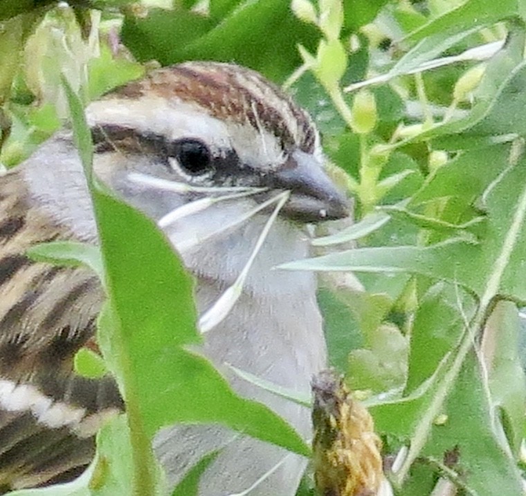 Chipping Sparrow - Karen Mammone