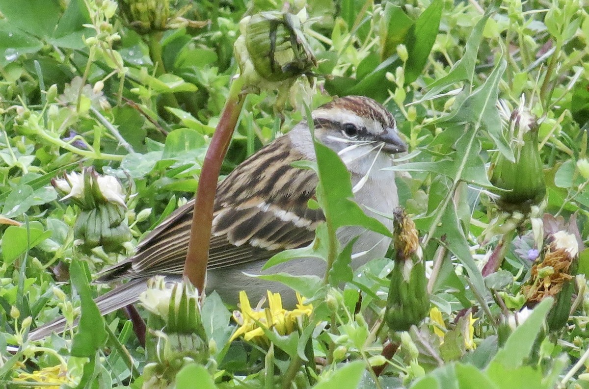 Chipping Sparrow - Karen Mammone