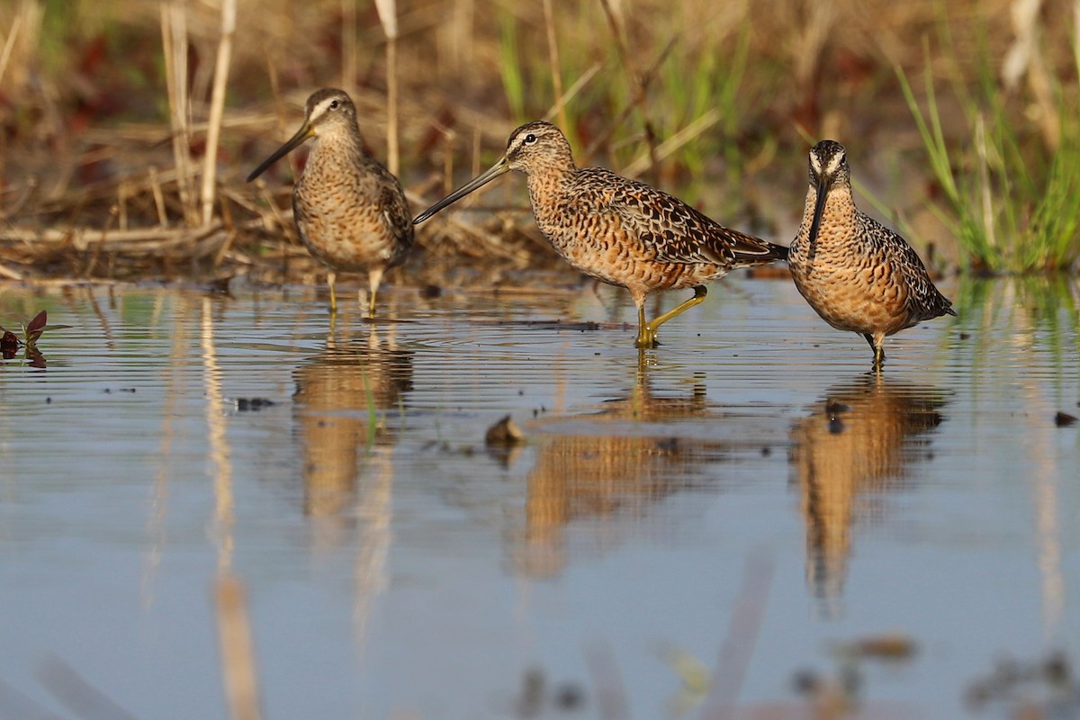 Long-billed Dowitcher - ML223372951