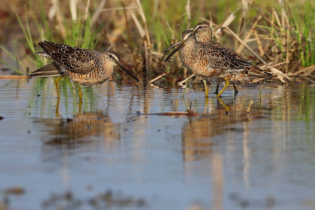 Long-billed Dowitcher - ML223372991