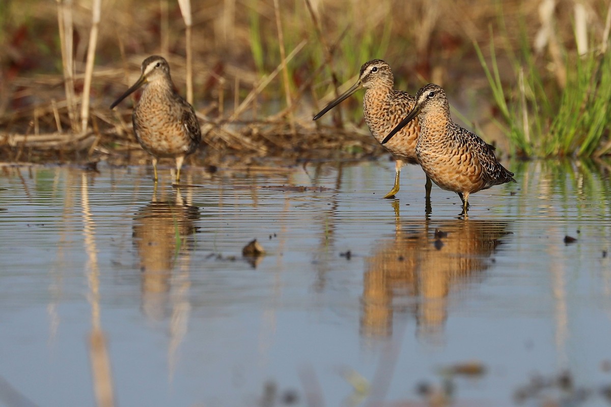 Long-billed Dowitcher - ML223373011