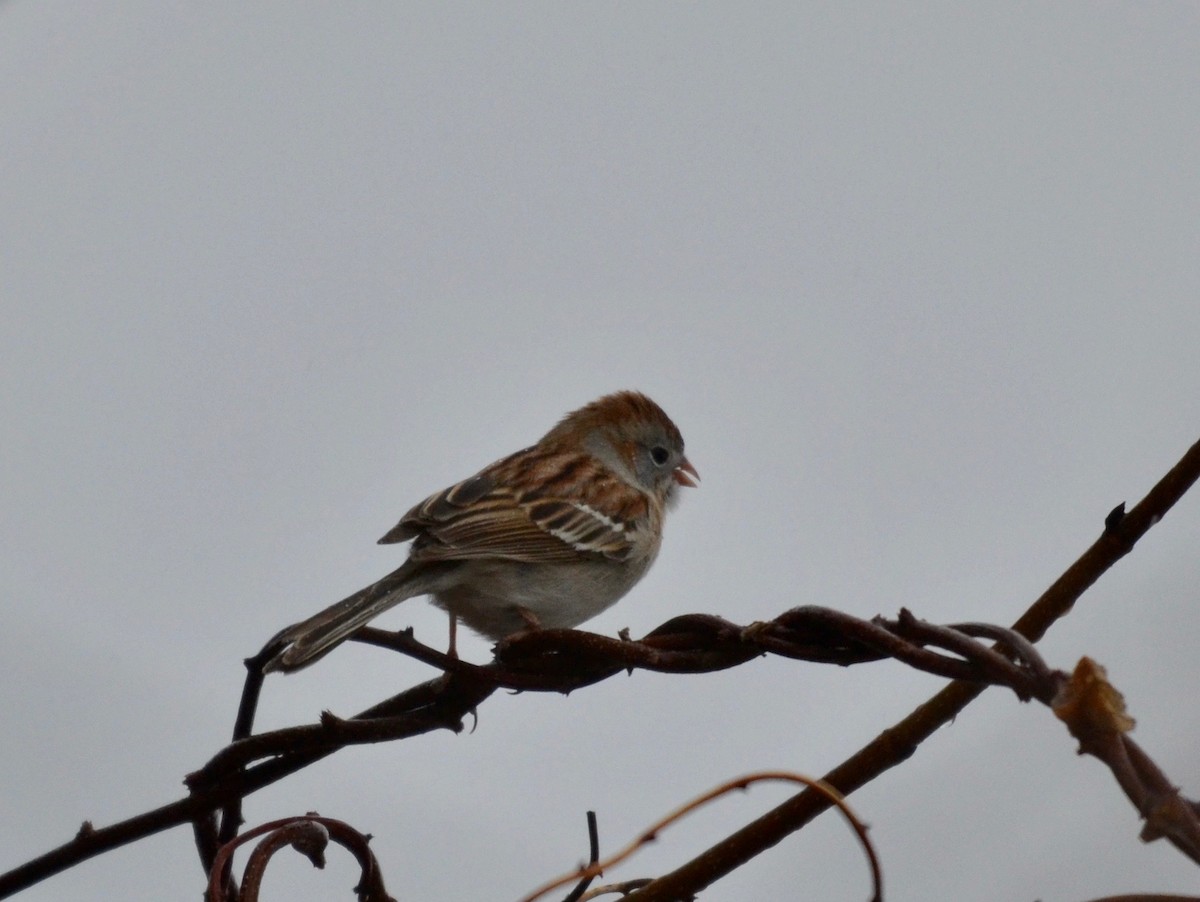 Field Sparrow - ML223378341