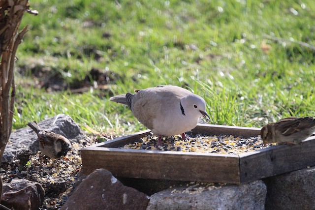 Bird feeding on seeds on feeder. - Eurasian Collared-Dove - 