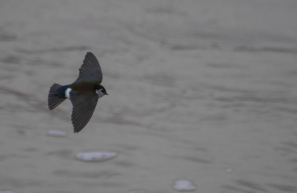 Violet-green Swallow - ML223387361